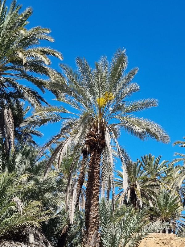 oasis de tiout